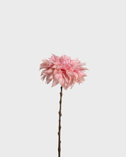 Dahlia Café au Lait — Pink