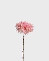 Dahlia Café au Lait — Pink