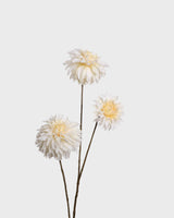 Dahlia spray — White