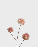 Dahlia spray — Mauve