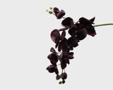Phalaenopsis Orchid — Purple