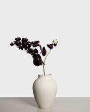 Phalaenopsis Orchid — Purple