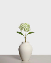 Hortensia — Ljusgrön