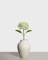 Hortensia — Ljusgrön