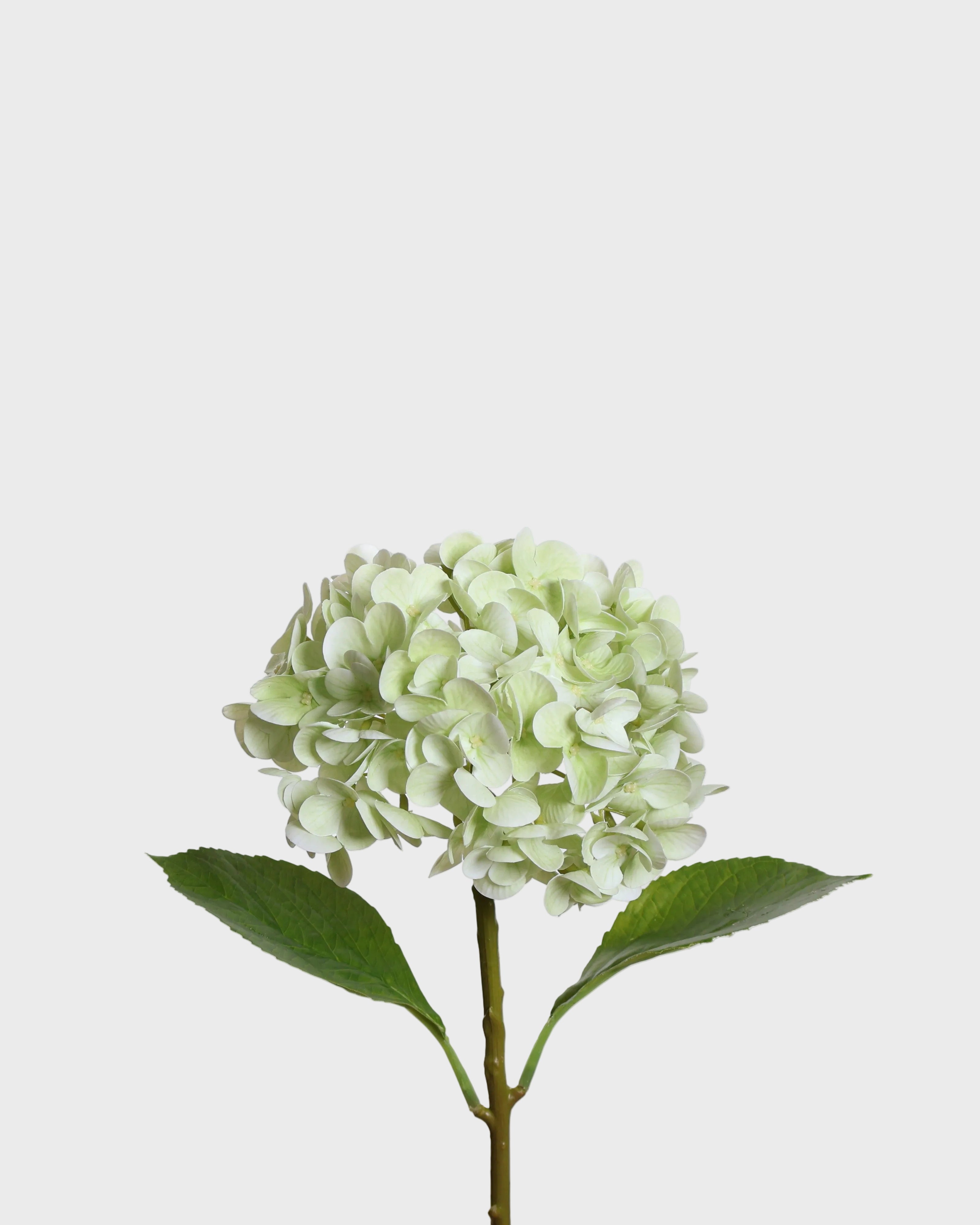 Hortensia — Ljusgrön