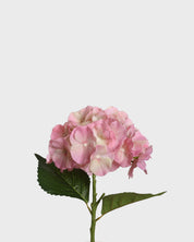 Hydrangea Flower — Pink
