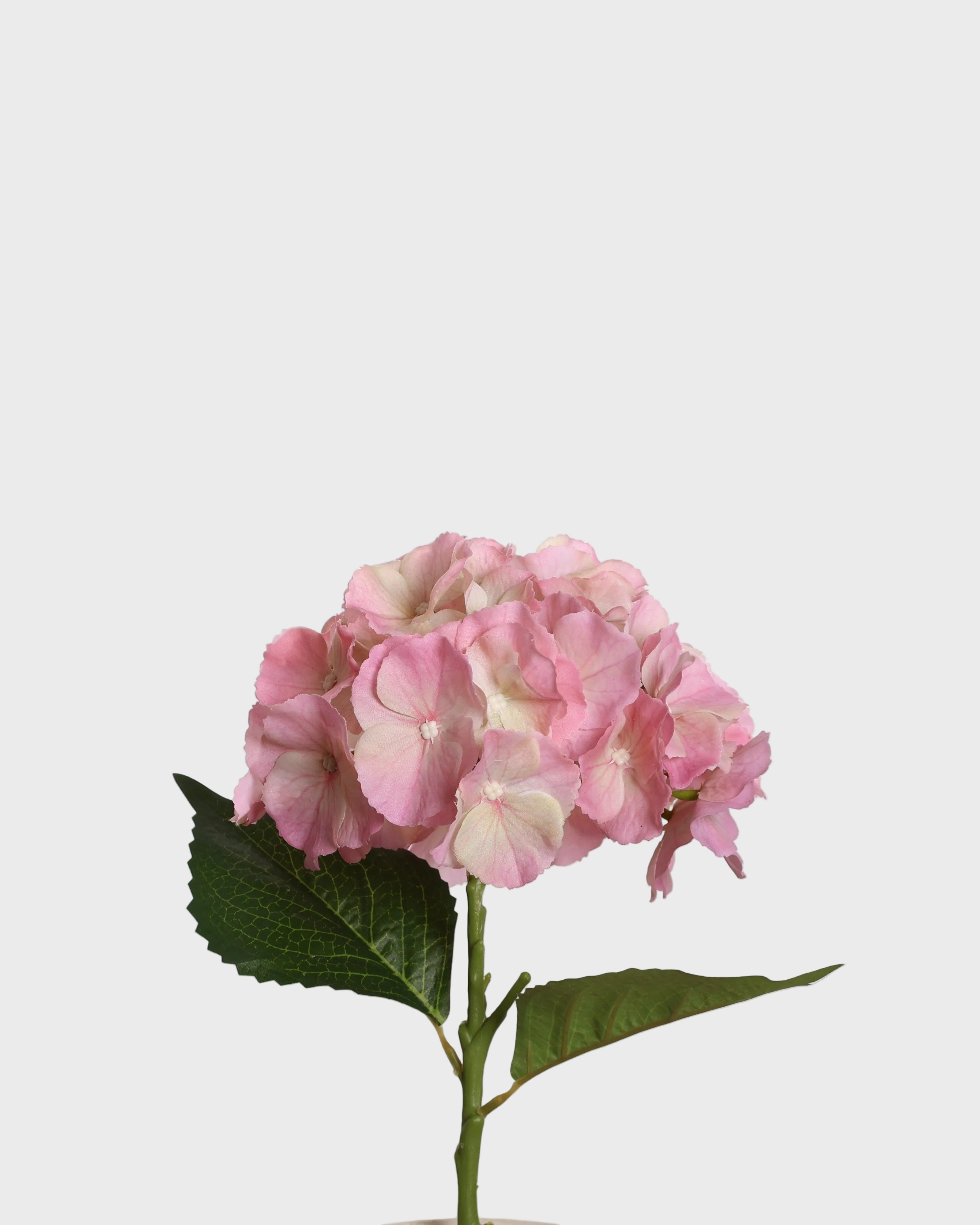 Hydrangea Flower — Pink
