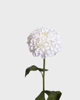 Dahlia pompon — Vit