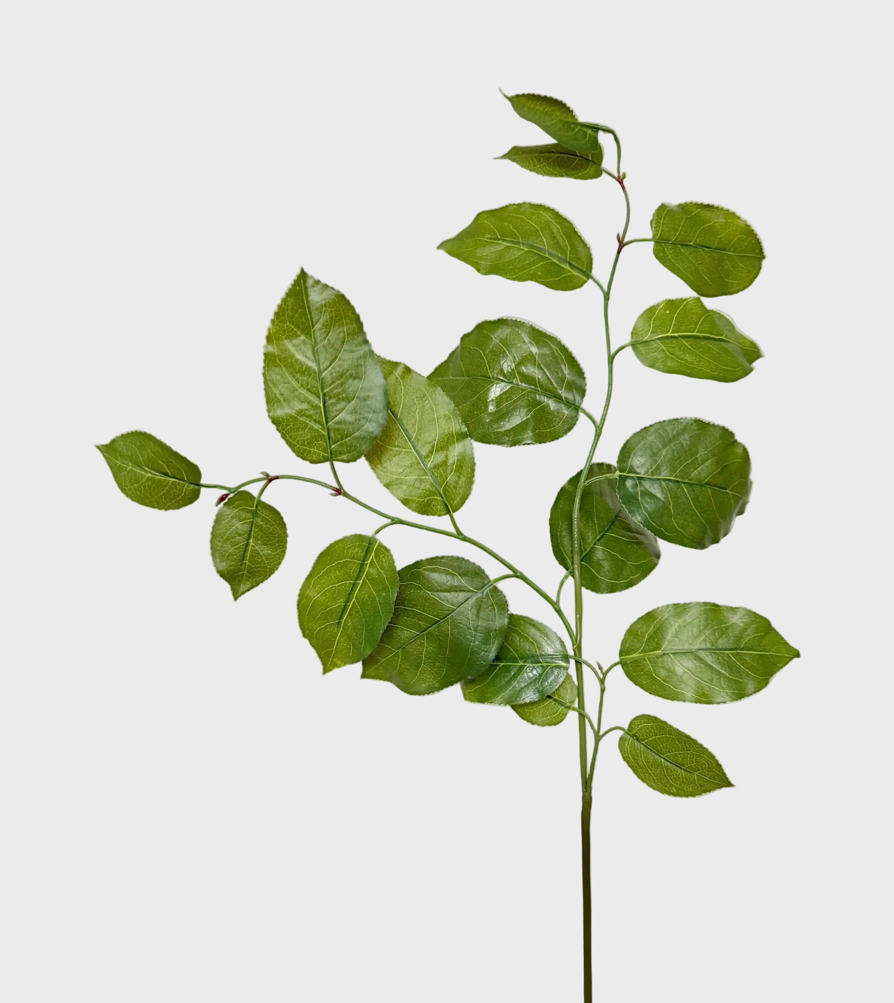 Citronblad — Grön