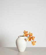 Cymbidium Flower — Orange