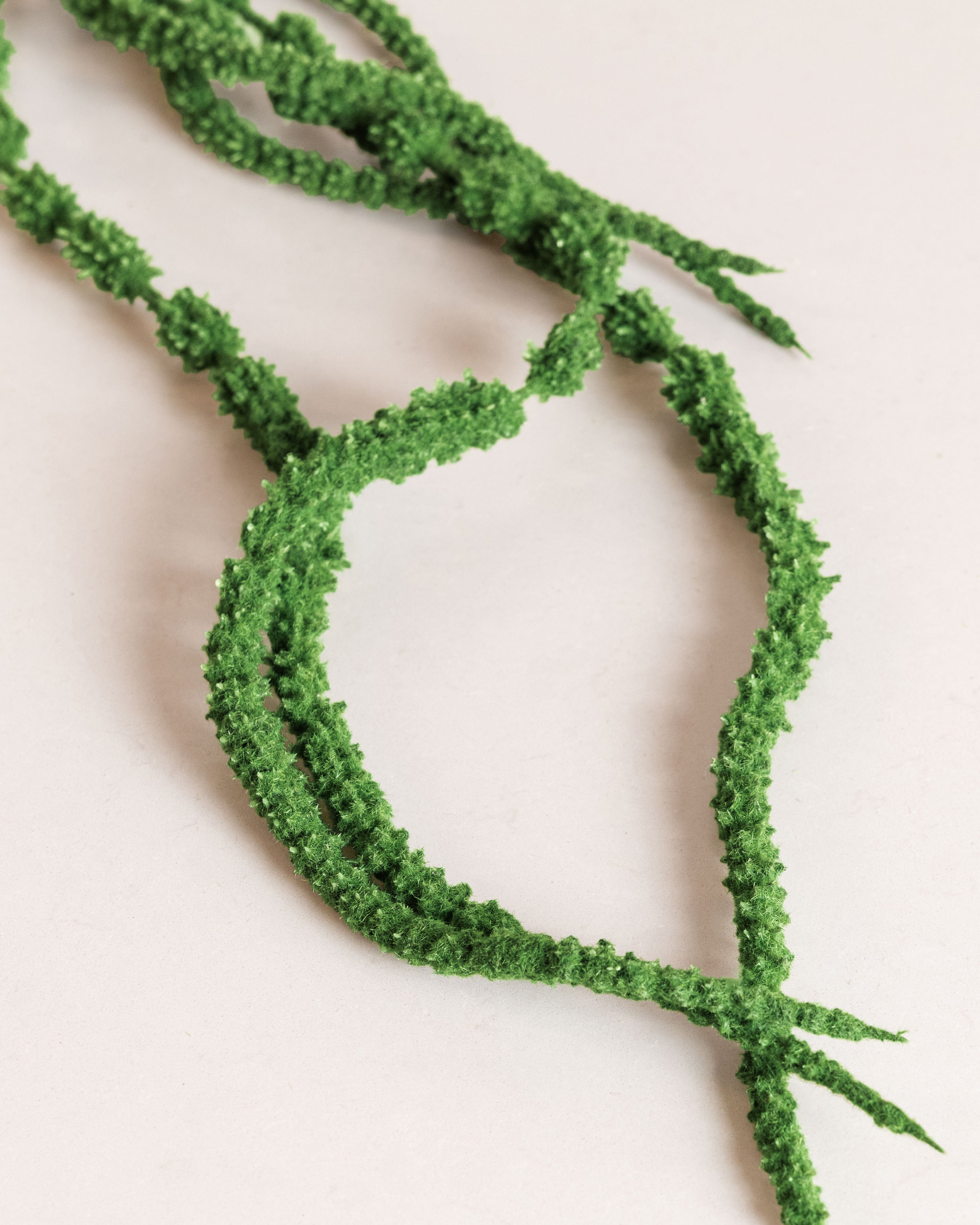 Amaranthus Flower — Dark Green