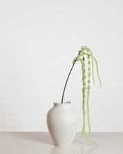 Amaranthus Flower — Light Green