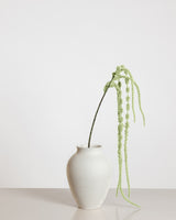 Amaranthus Flower — Light Green