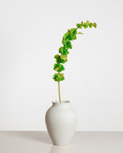 Bells of Ireland Flower — Green